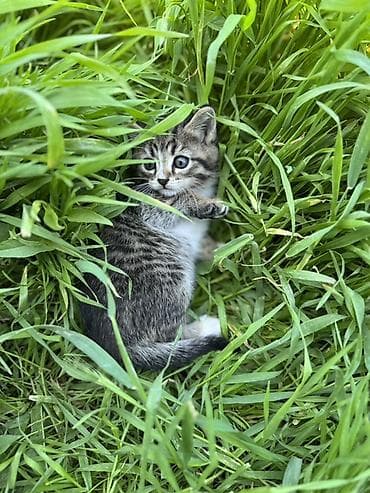жалал абад кошка: 🐾 Очаровательные котята ищут дом! 4 пушистых малыша готовы подарить — 10