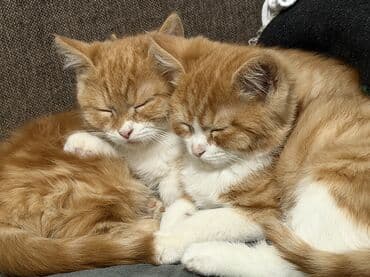 Котята-домашние любимцы А Описание: - Очаровательные котята с плюшевой