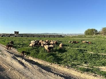 машинка для стрижек овец: Продаю | Овца (самка) | Для разведения — 4