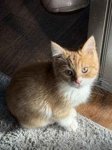 купить вислоухого котёнка: Котята-домашние любимцы А Описание: - Очаровательные котята с плюшевой — 4