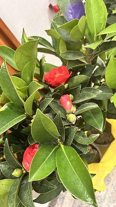 Дом и сад: Внимание!Акция💥💥💥акция💥💥💥Камелия японская (Camellia japonica) в горшке — 1