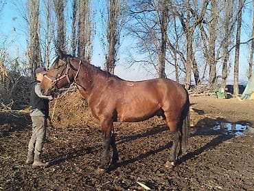 Собаки: Продаю | Жеребец | Для разведения | Племенные — 7