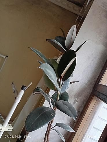 купить оптом комнатные цветы: Цветы домашние 1-Антуриум мужское счастье 4х летный в пяти литровом — 3