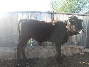 швицкая порода коров: Продаю | Бык (самец) | Полукровка | На откорм | Привязанные — 6