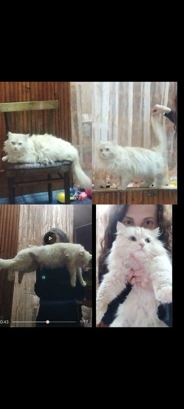 Продам мейнкун сибирский бенгальская кровь коты не кастрированы