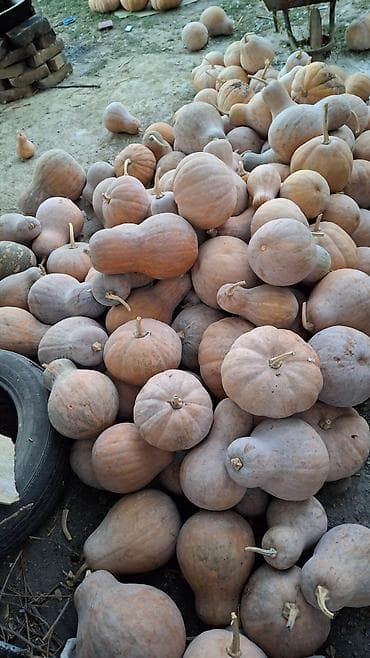 ремонт кылабыз: Ашкабак — 4