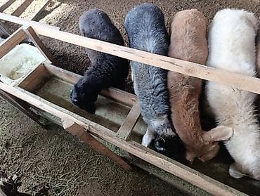 баран на продажу: Продаю | Ягненок | Для разведения — 2