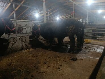 животные птицы: Продаю | Бык (самец) | На откорм | Привязанные — 8