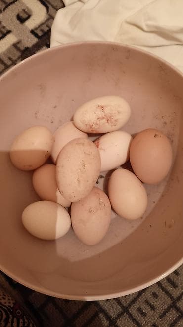 мука народный: Домашние яйца - Яйца деревенские, куриные, разных оттенков скорлупы — 3