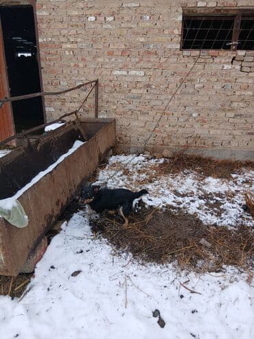 Иттер: Щенок небольшого размера, черный с подпалом. Уши стоячие/полустоячие — 6