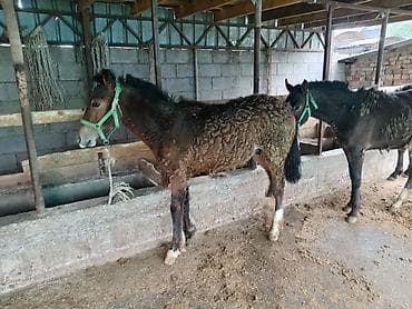 Животные: Байлаган тайлар сатылат. 3 ай болду. Чон тайлар. Адрес беловодскийде — 9