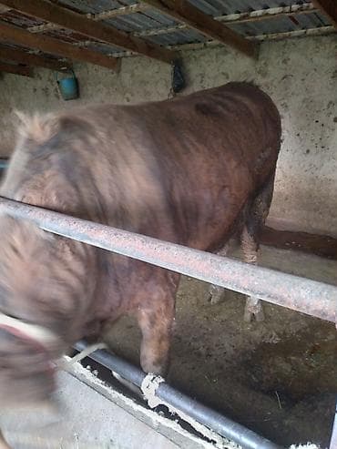 тайган ит: Сатам | Бука (эркек) | Бордоп семиртүү үчүн | Байланган — 2