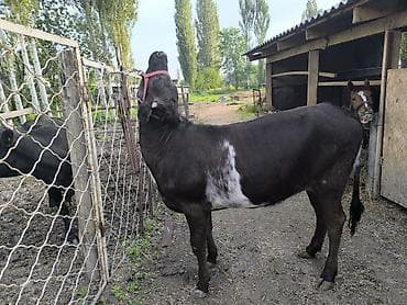 уй жаныбары: Сатам | Кунаажын | Швиц | Бордоп семиртүү үчүн | Байланган — 4