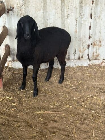 кой сойгуч: Продаю | Овца (самка) | Для разведения — 7