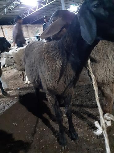 Продаю | Овца (самка) | Для разведения