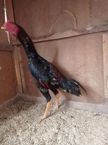 быки бишкек: Продаю | Петух | Бойцовая | Для разведения — 2