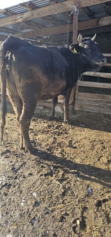 токмок животные: Продаю | Корова (самка), Бык (самец), Тёлка | Полукровка, Алатауская | Для разведения, Для молока | Стельные — 7