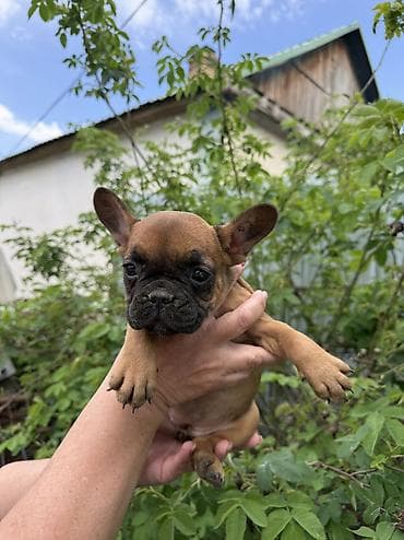 сколько стоит далматин: Продаются щенки французского бульдога. - Порода: французский бульдог — 2