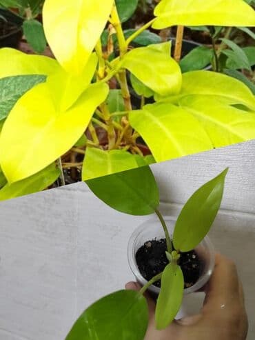 Отдам за каждый срез растения 2 кг сахара at lalafo.kg Отдам за каждый срез растения 2 кг сахара