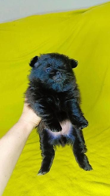 эркек ит: Шпиц, 1 айлык, Эркек — 3