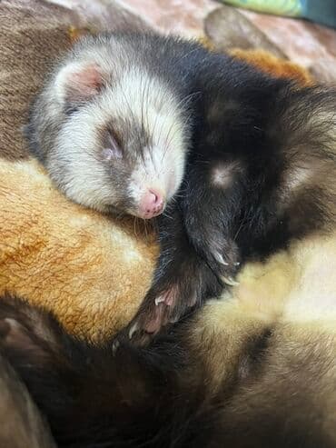 хомяк цена бишкек: Продаются два хорька девочка и мальчик взрослые. Забирала с Алматы — 5