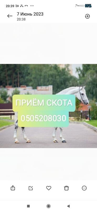 оборудование для кур несушек: Куплю | Коровы, быки, Лошади, кони, Другие с/х животные | Круглосуточно, Любое состояние, Забитый — 1