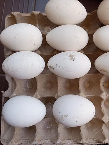 мускатный орех: Продаю гусиные яйцо, домашние белые крупные! — 1