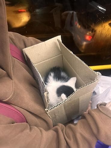 черепаховая кошка: Кошка даром: Экзотическая, 2 месяца, Девочка, Приучена к лотку — 4