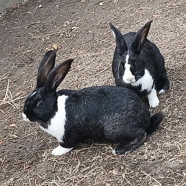 голая кошка девочка: Самец и самка по 2000 с — 2