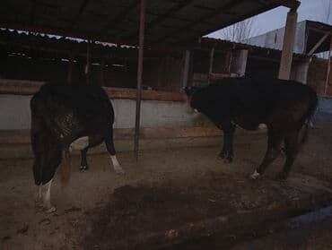 дойныйе коровы: Продаю | Бык (самец) | На откорм | Племенные — 3