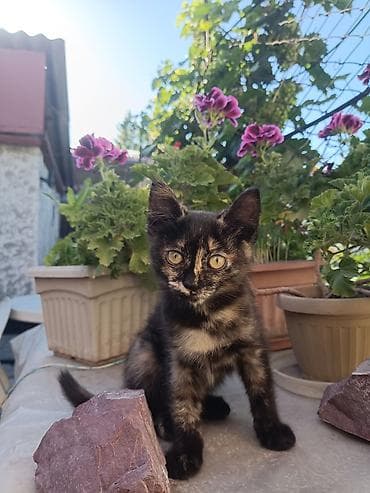 кошка котёнок: Кошка даром: Беспородная, 2 месяца, Девочка, Приучена к лотку — 5