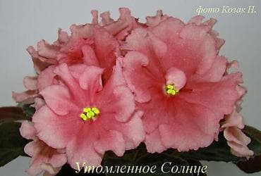 фиалки глаксинии: Продаю деткистартеры взрослые цветущие фиалки 🌺🌿🌺. Нахожусь в — 7