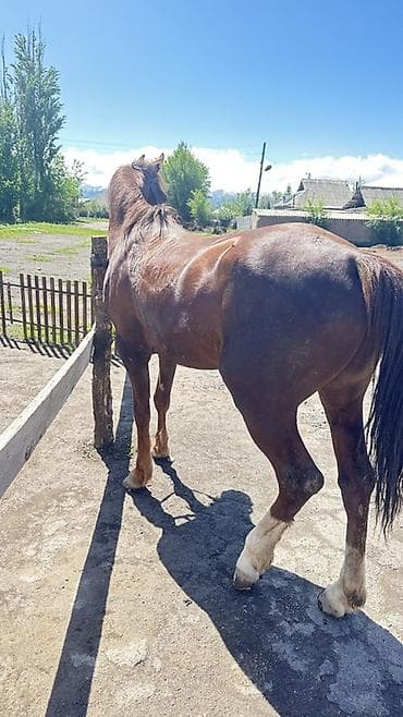 индюк самец: Продаю | Конь (самец) | Полукровка | Рабочий — 7