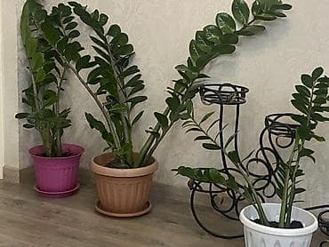 куплю деревья: Комнатные растения в горшках 1) Юкка (Yucca) в пластиковом кашпо: - — 6