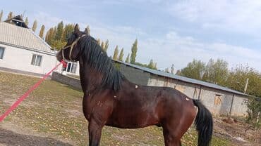 отдам бесплатно вислоухих котят: Продаю | Конь (самец) | Конный спорт — 2