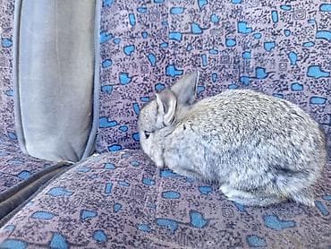 отдам собаку в хорошие руки бишкек: Декоративные крольчата (несколько окрасов: черный, темно-шоколадный — 6