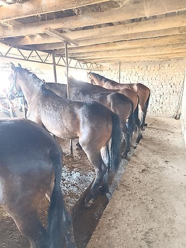 семис тайлар: Продаю | Жеребенок | Рабочий — 5