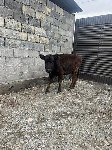 корм животным: Продаю | Музоо, торпок | На откорм | Привязанные — 2