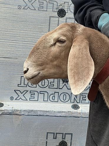 продам сельхоз животных: Продаю | Овца (самка) | Арашан | Для разведения | Матка — 5