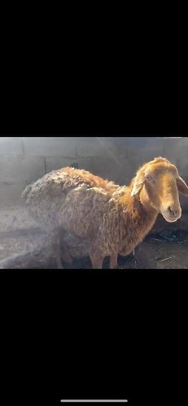 Үй жаныбарлары үчүн товарлар: Сатам | Ургаачы кой (ургаачы) | Көбөйтүү үчүн | Ургаачы — 3