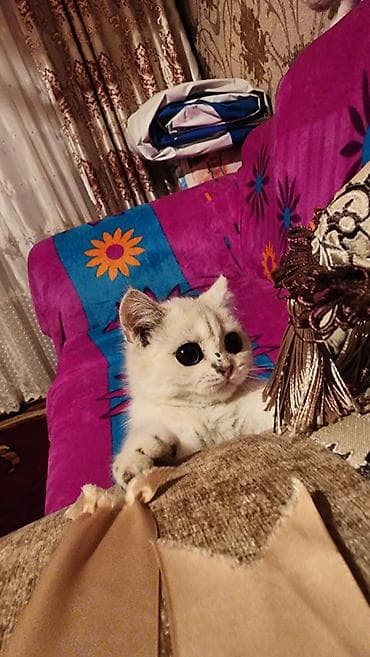 британская короткошерстная кошка шиншилла: Британская короткошёрстная, 3 месяца, Мальчик, Серебристая шиншилла, Приучена к лотку — 2