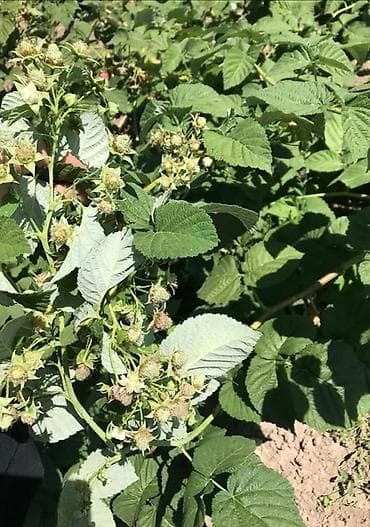 фрукт: Сорт шапка Маномаха:Размер имеет значение: Ягоды очень крупные, в — 2