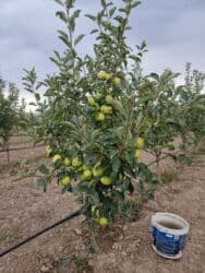 2 х ярусная кровать металлическая: Яблоки — 7