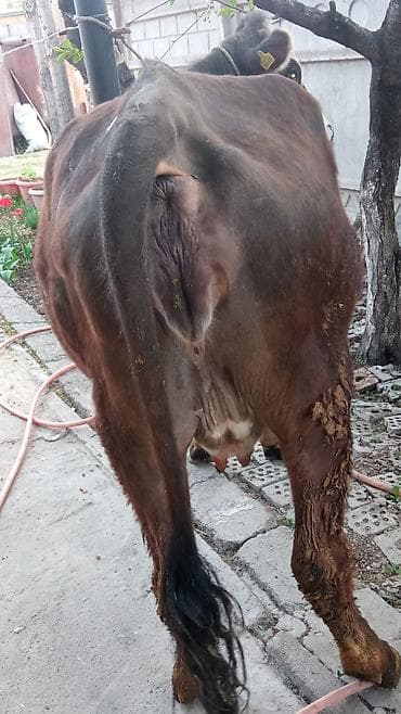 кошка домашный: Продаю | Корова (самка) | Для молока — 1