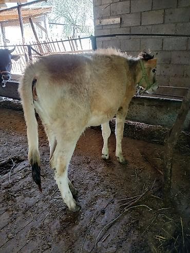 мышык талас: Сатам | Кунаажын | Алатоолук | Бордоп семиртүү үчүн, Көбөйтүү үчүн, Сүт алуу үчүн — 4