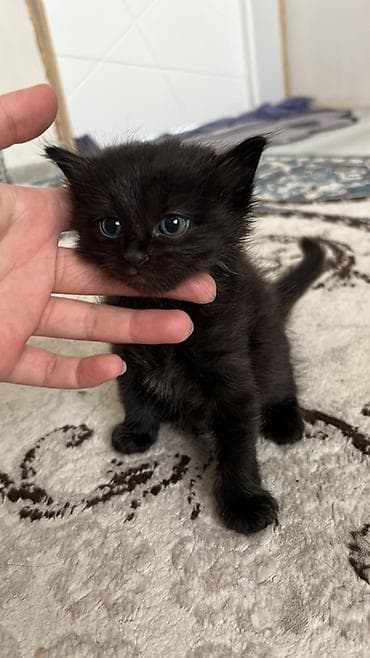 отдам котята: Котята Описание: - Две окраски на выбор: тигровый табби (коричневый с — 3