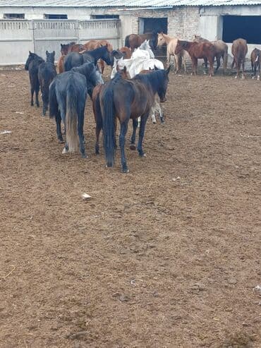 купить домик для кошки недорого: Продаю | Кобыла (самка) | Для разведения | Племенные — 1