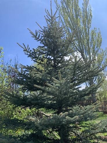 машинка для стрижки животных: Ель голубая (Picea pungens, Blue Spruce) - Декоративная хвойная — 1