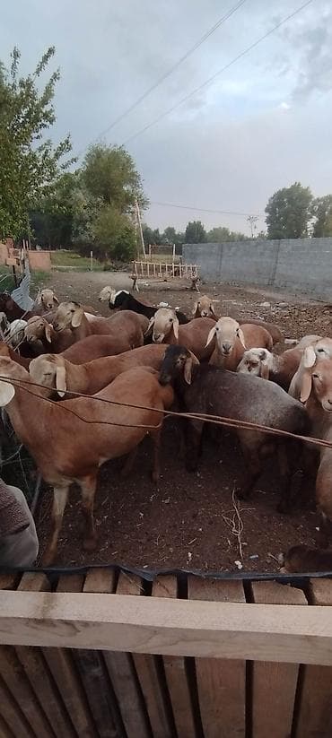 рыба купить: Продаю | Баран (самец) — 3