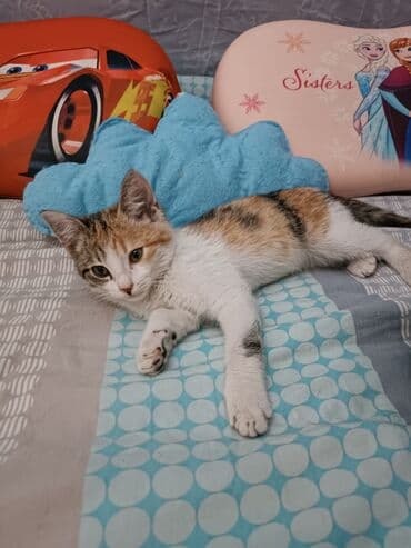 шотландский вислоухий длинношерстный кот цена: Беспородная, 3 месяца, Девочка, Черепаховый, Приучена к лотку — 3